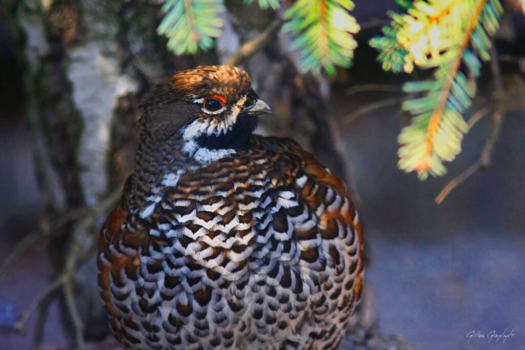 Photo Gélinotte des bois, observée au col des Hayes. 